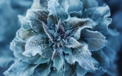 Protection hivernale : Préservez la santé de vos plantes contre le froid !