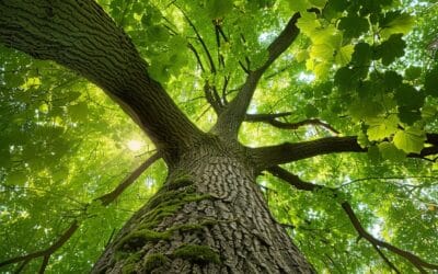 Taille d’arbres : Quand et comment pour une croissance optimale ?