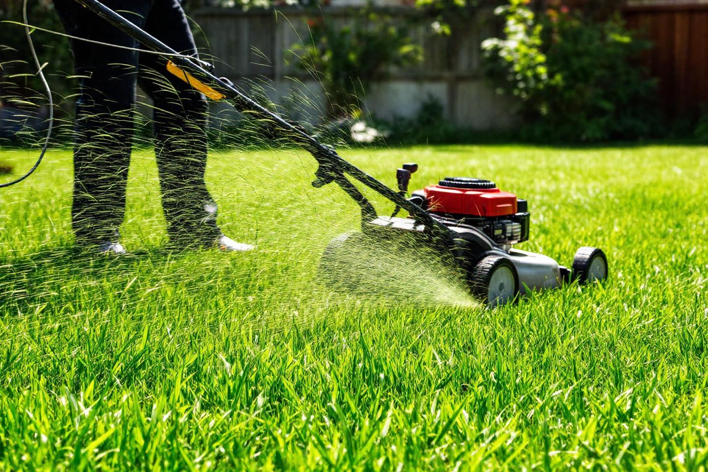 La tonte, une question de timing et de technique